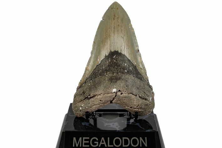 5.01" Fossil Megalodon Tooth - North Carolina